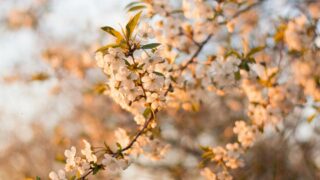【定点観測】2025年4月のVTの運用状況！