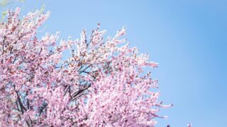 【分配金速報】日経高配当50ETFの2026年4月の分配金