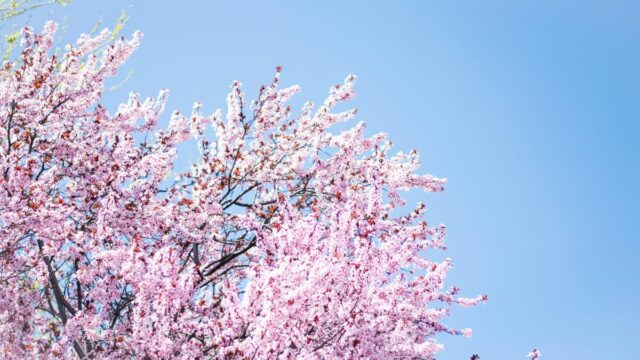 【分配金速報】日経高配当50ETFの2026年4月の分配金